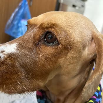 Köpeğimin Tüylerini Neden Bu Kadar Kısalttınız