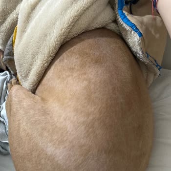 Köpeğimin Tüylerini Neden Bu Kadar Kısalttınız