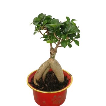 Migros Sanal Market Bonsai Siparişi Hayal Kırıklığı