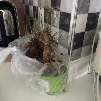 Migros Sanal Market Bonsai Siparişi Hayal Kırıklığı