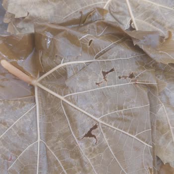 Yasmin Doğal Ürünler Küflü Ve Bayat Ürün Mağduriyeti