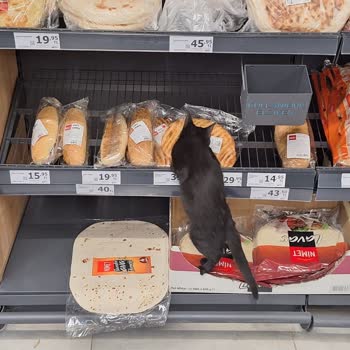 Hijyen Sorunu: Market İçinde Gezen Kedi