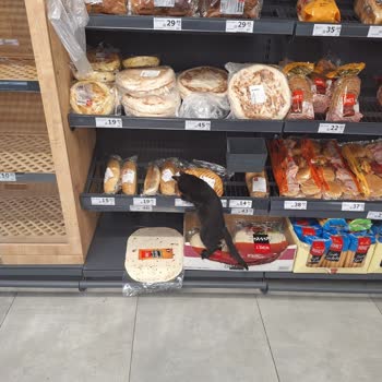 Hijyen Sorunu: Market İçinde Gezen Kedi