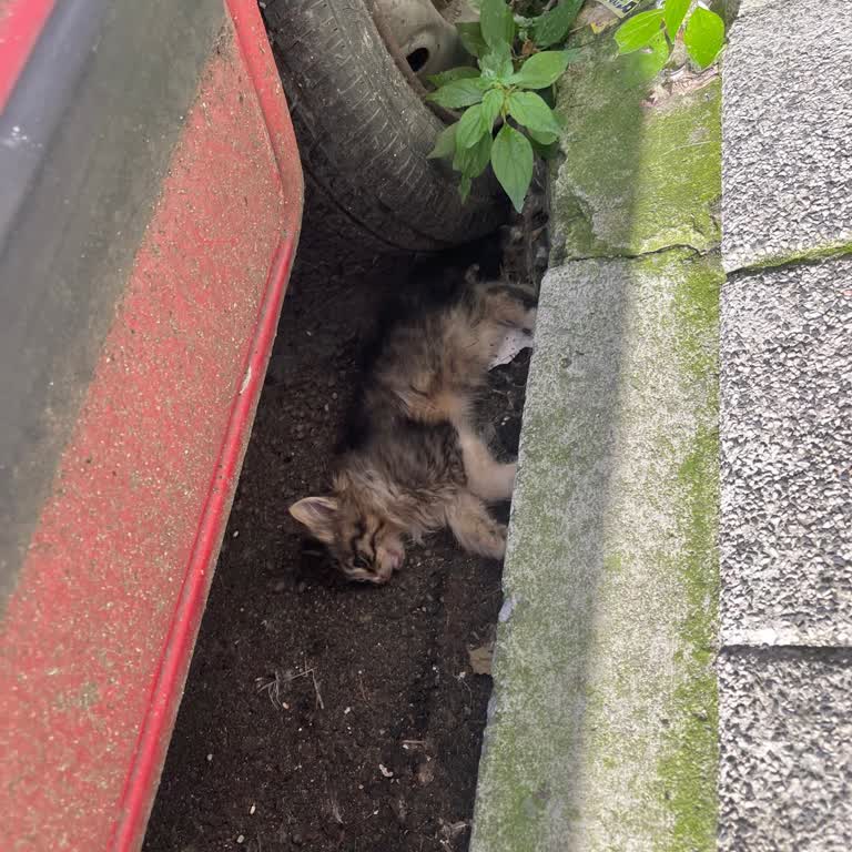 Kedi İçin Geç Gelen Yardım Ve Hayal Kırıklığı
