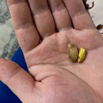 Yanıltıcı Reklam Ve Kalitesiz Antep Fıstığı Deneyimi