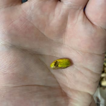 Yanıltıcı Reklam Ve Kalitesiz Antep Fıstığı Deneyimi