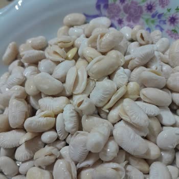 Duru Bulgur Dermason Kuru Fasulye Suda Patlayıp Açıldılar