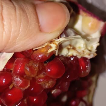 BİM Narda İlaç Tadı Var Ve İçinde Siyah Siyah Kurtlar Var