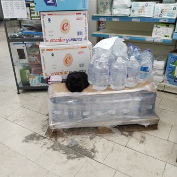 Mağazada Hijyen Sorunu: Kediler Ve Ürün Güvenliği