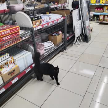 Mağazada Hijyen Sorunu: Kediler Ve Ürün Güvenliği