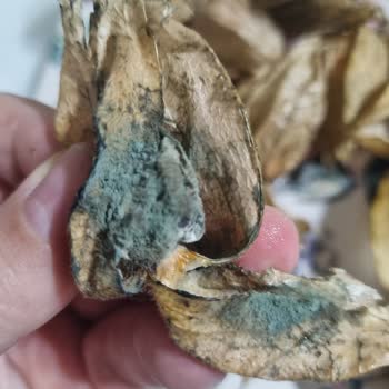 Migros Sanal Market'ten Küflü Ürün Şikayeti