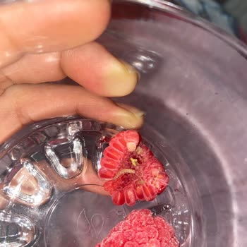 File Market Dondurulmuş Frambuazda Kurt Şoku