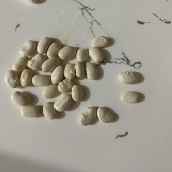 Yayla Bakliyat Kuru Fasulye Kalitesizliği!