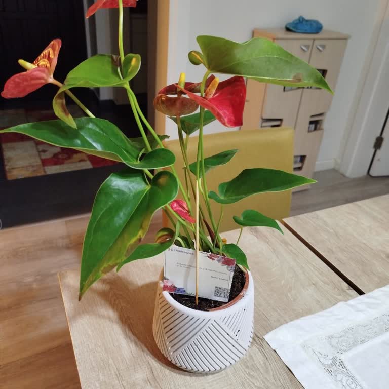 Çiçek Sepeti'nden Gelen Hayal Kırıklığı: Hediye Yerine Çöp