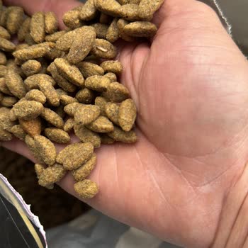 Kurtlu Köpek Maması: Sağlık Tehdidi Ve Hayal Kırıklığı