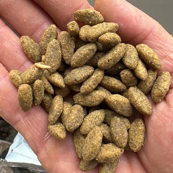 Kurtlu Köpek Maması: Sağlık Tehdidi Ve Hayal Kırıklığı