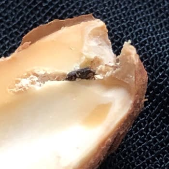 Böcekli Bademler: Müşteri Memnuniyetsizliği