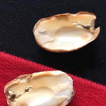 Böcekli Bademler: Müşteri Memnuniyetsizliği