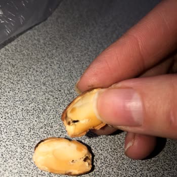 Böcekli Bademler: Müşteri Memnuniyetsizliği