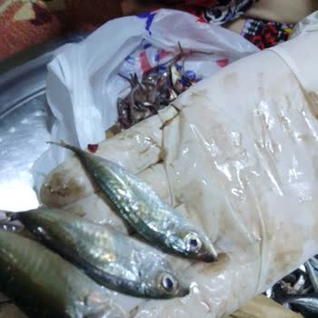 Murat Balıkçılık Hamsi Siparişinde Eksiklik Ve Müşteri Hizmetleri Sorunu!