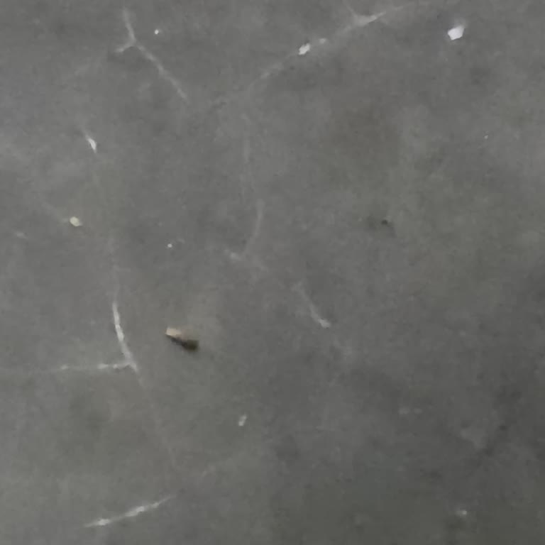 Samsung S24 Ultra Fotoğraf Kalitesi Sorunu