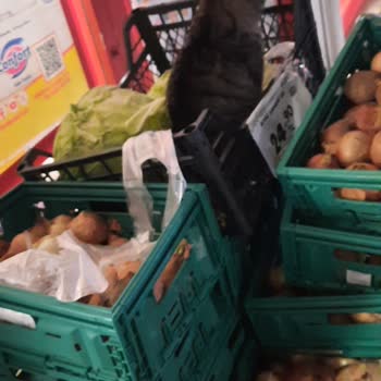 Sebze Reyonunda Hijyen Sorunu