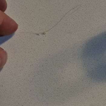 Harras Ürünlerinden Çıkan Kıl: File Market Güvenimi Kaybetti