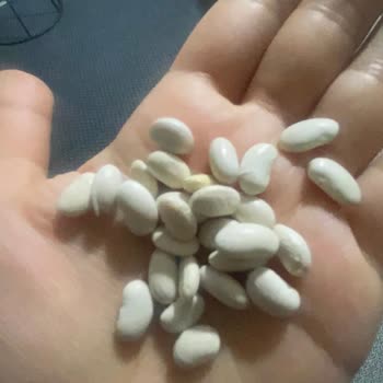 Yayla Patlayan Mısır Skandalı: Fasulye Ve Patlamayan Taneler!