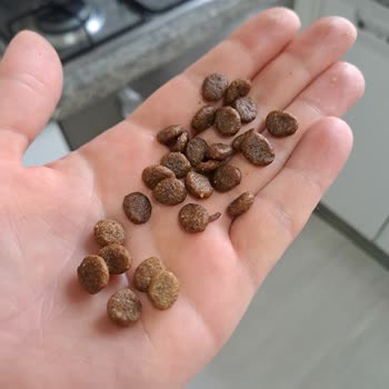 Mamaciteyze.com Bozita Kedi Maması: Kötü Koku Ve Renk Sorunu