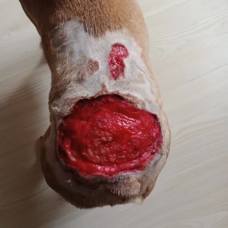 Fiona Hayvan Hastanesinde Ameliyat Sonrası Kabus