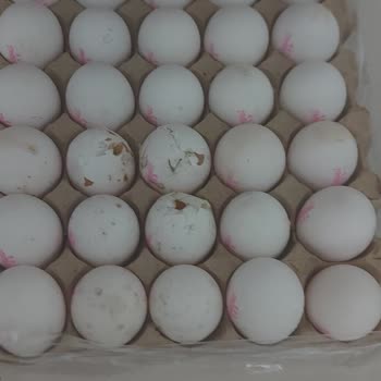 Küflü Ve Kırık Yumurtalarla Karşılaştım