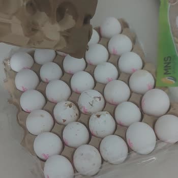 Küflü Ve Kırık Yumurtalarla Karşılaştım