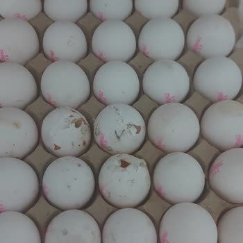 Küflü Ve Kırık Yumurtalarla Karşılaştım