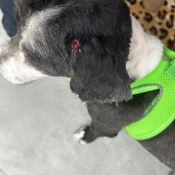 Petaverse Dog Grooming & Shop Traşta Köpeğimin Kulağı Kesilmiş Teslim Edildi