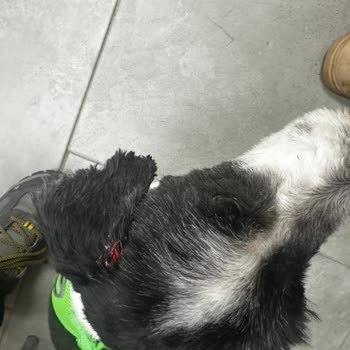 Petaverse Dog Grooming & Shop Traşta Köpeğimin Kulağı Kesilmiş Teslim Edildi