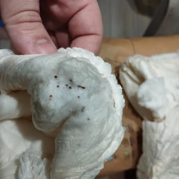 Sleepy Bebek Bezlerinde Cilt Sorunları Ve Kalite Problemi