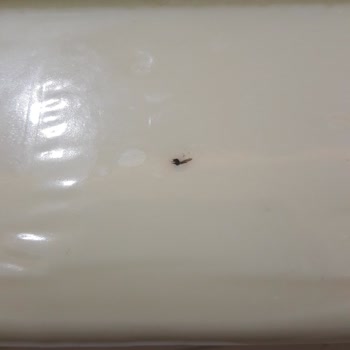 Taze Kaşarda Ölü Sinek Şoku