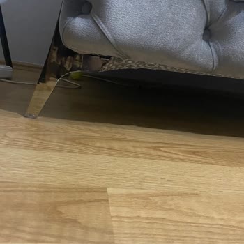 Sert Süngerler Ve Geciken Teslimat: Hayal Kırıklığı