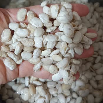 Kuru Fasulyenin Kalitesi Hayal Kırıklığı Yarattı