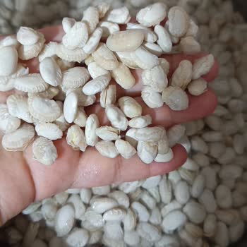 Kuru Fasulyenin Kalitesi Hayal Kırıklığı Yarattı