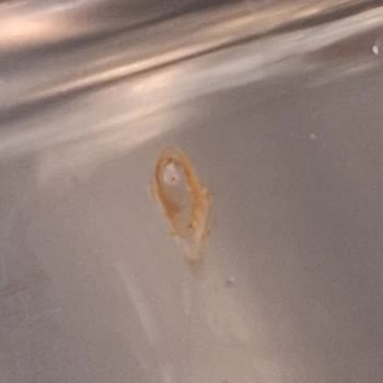 Paslanmaz Çelikte Paslanma Kabusu: Beko BM4044