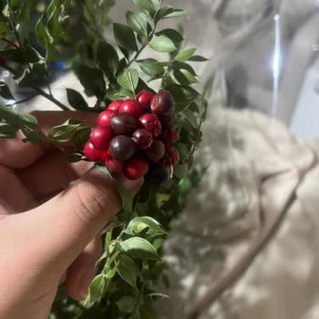 Çürük Kokinalar Ve İlgisiz Müşteri Hizmeti