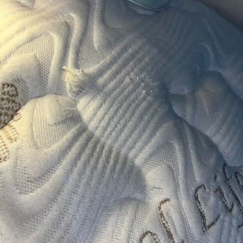 Bambi Yatak Sildikten Sonra Deformasyona Uğradı