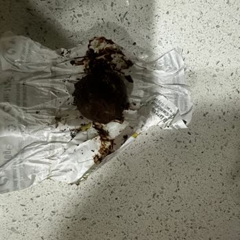 Carrefour'dan Alınan Çikolatada Böcek Şoku