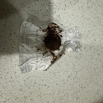 Carrefour'dan Alınan Çikolatada Böcek Şoku