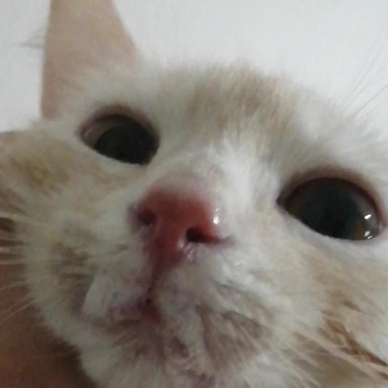 Veteriner Hekimin Etik Dışı Davranışları Hayvan Sağlığını Tehlikeye Atıyor