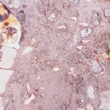 Komşunun Rögar Kutuları Ve Çiğli'deki Kanalizasyon Kabusu