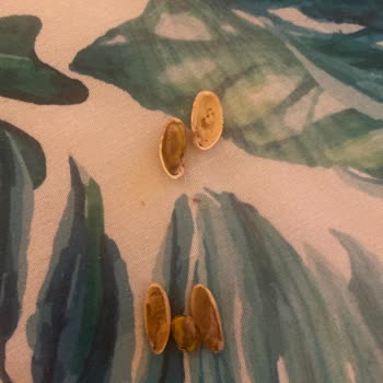 Amigo Antep Fıstığı Hayal Kırıklığı