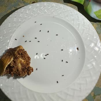 BİM'den Alınan İncirlerde Böcek Şoku