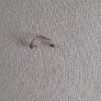 Montun Tüyleri Ve Renk Solması Sorunu